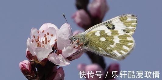 主星|喇叭还是哑巴，前后差太大，水双子的宿命感情，高标准的心智培养