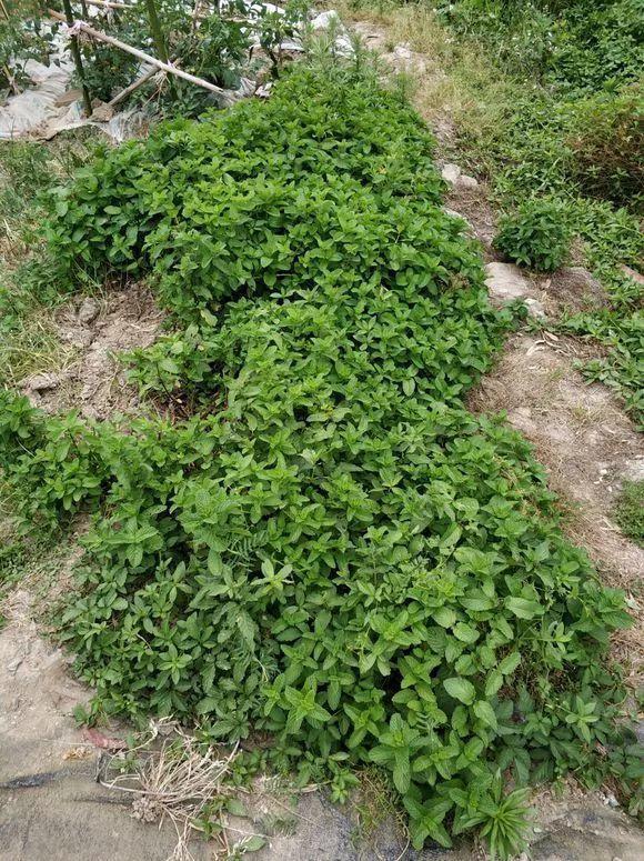 长势超快的9种花,5天爆盆,7天开花,超有成就感!