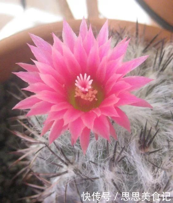 第一次见这么美的仙人掌花！大开眼界！