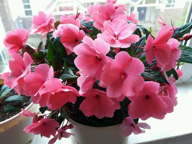 3种花，号称“开花机器”，好养“易爆盆”，最适合“懒人”养