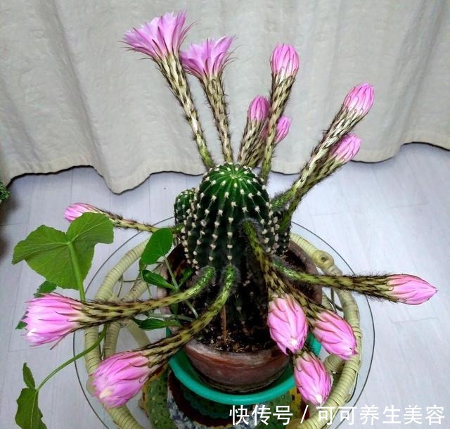 仙人球不开花,学会这样养,满头都是花!