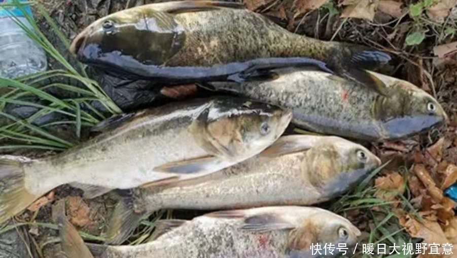 效果|谁料这鲢鳙鱼钓法,难度不大,效果却出奇的好!现在用刚刚好