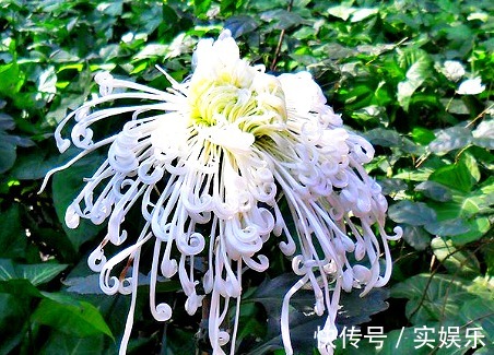 中叶柄|喜欢菊花,不如养盆“菊中珍品”白龙细爪,似游龙翱翔,洁白如玉