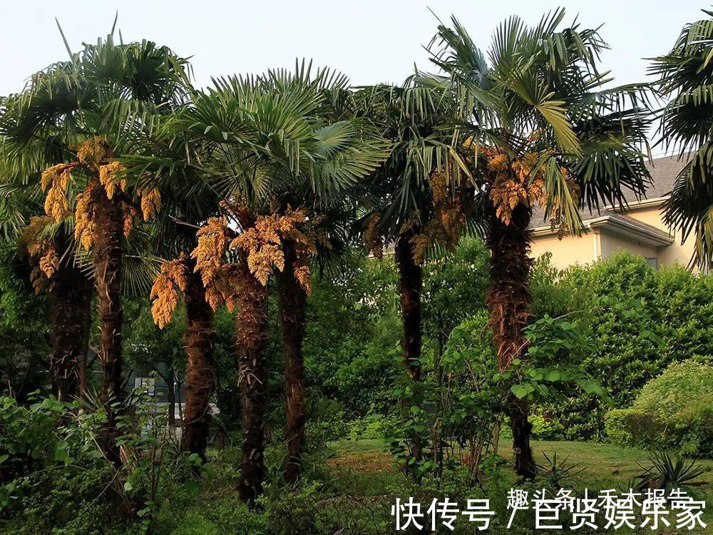 棕包|长树上的“鱼籽”,生熟都能吃,曾是穷人的救命粮,炖鸡是一绝