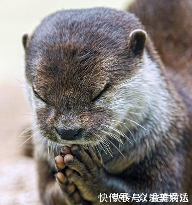 脾胃不好|脾胃不好,只用一味中药泡水喝,就能从此远离