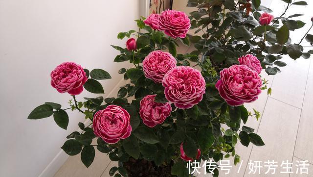 此款盆栽植物,花朵像牡丹,又美又香,四季都开花,很值得栽种