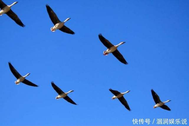 不会飞的动物也想“飞”那些向往飞行的动物学会的第一个“技能”