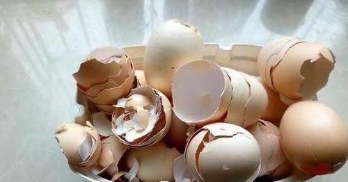 还不会用鸡蛋壳养花吗?这样处理一下,秒变高效养花肥!