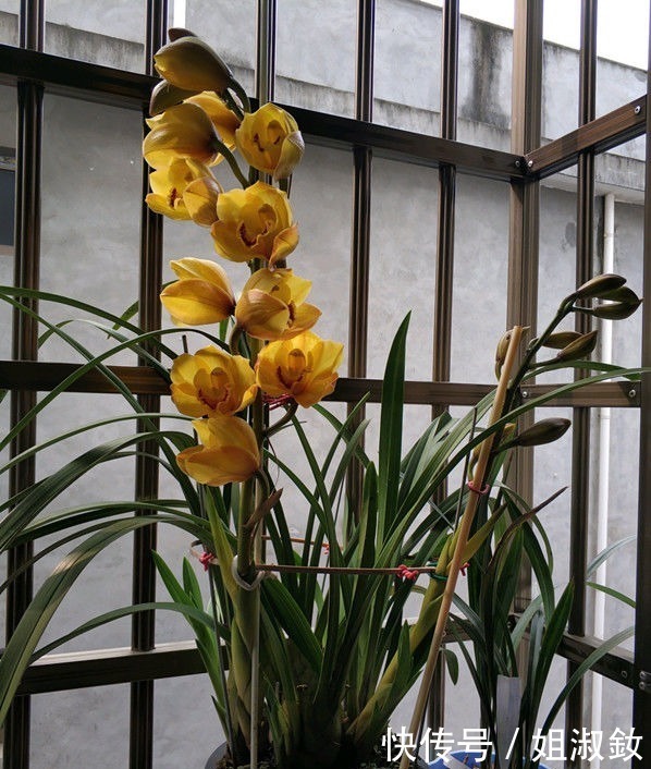 伊甸园|“珍稀月季”蕾丝伊甸园,花色浅粉,美艳动人,堪称养花必备