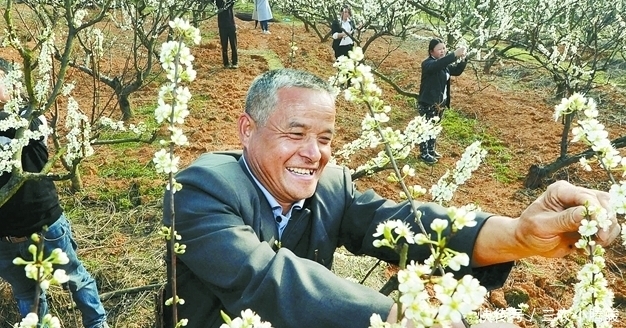 这种果树的花经常被丢掉,不知道它的功效,其实比果实还贵