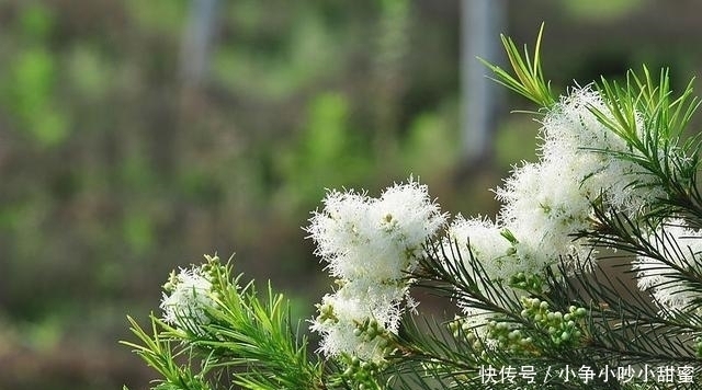 种植|最适合庭院、屋顶绿化种植的植物,各月开花顺序整理,不收藏吗?