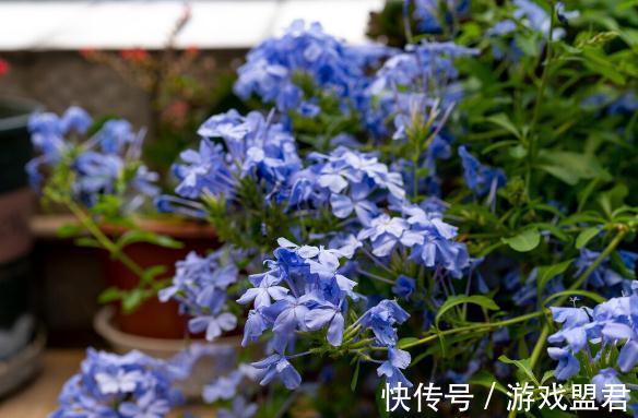 特爱“吃土”的8种花,该换盆时就换盆,别偷懒