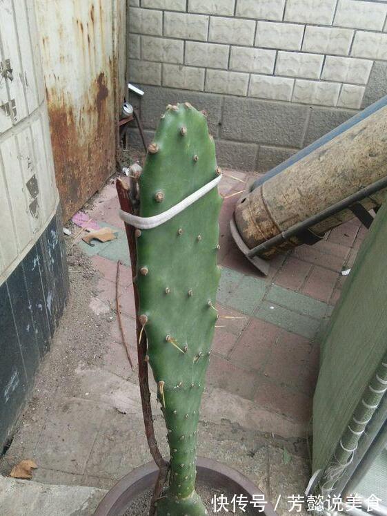 仙人掌如何嫁接蟹爪兰教你3个嫁接小妙招,方法对了,开花多3倍