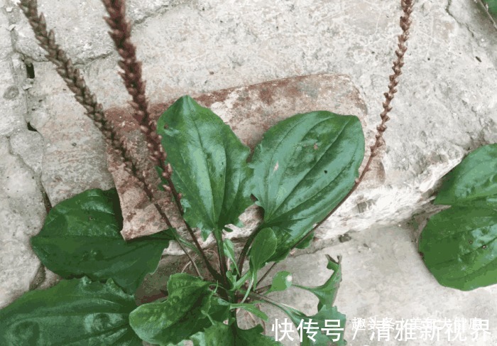 车前草性|医生提醒车前草浑身都是宝，可惜很多人不知道，现在知道还不晚