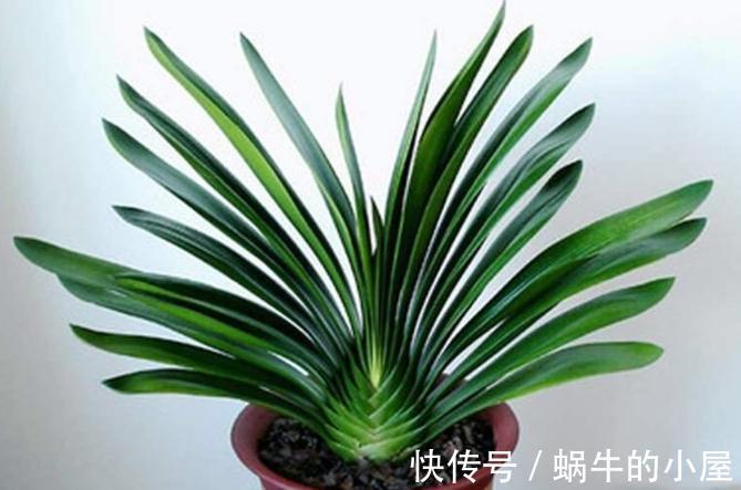 有不少人养了多年君子兰,却不知道它喜欢什么肥,我来告诉你