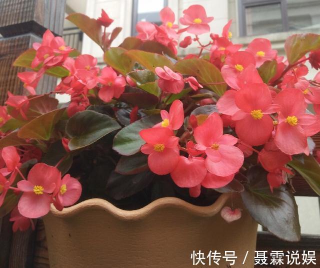 4种花很“好养”,阳台种1盆,一年开花200天,真正的开花机器