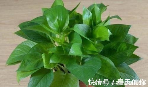 白粉病|家家都有的1种东西,用来养花,比花肥还厉害,还能驱虫!