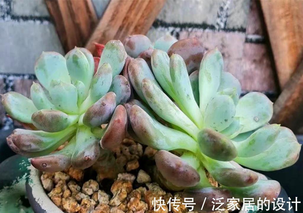 唐印|多肉秋天施点肥，既爆头又上色，但也有些多肉越施肥越丑