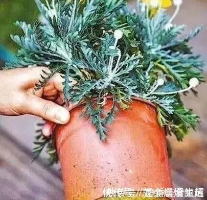 花卉换盆时,这些没做好,就等于白换了