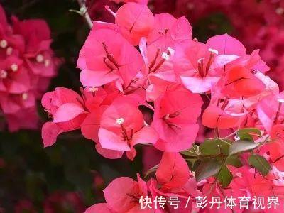 叶子|十月养这花，撸叶子、少浇水，10天冒出大花苞！