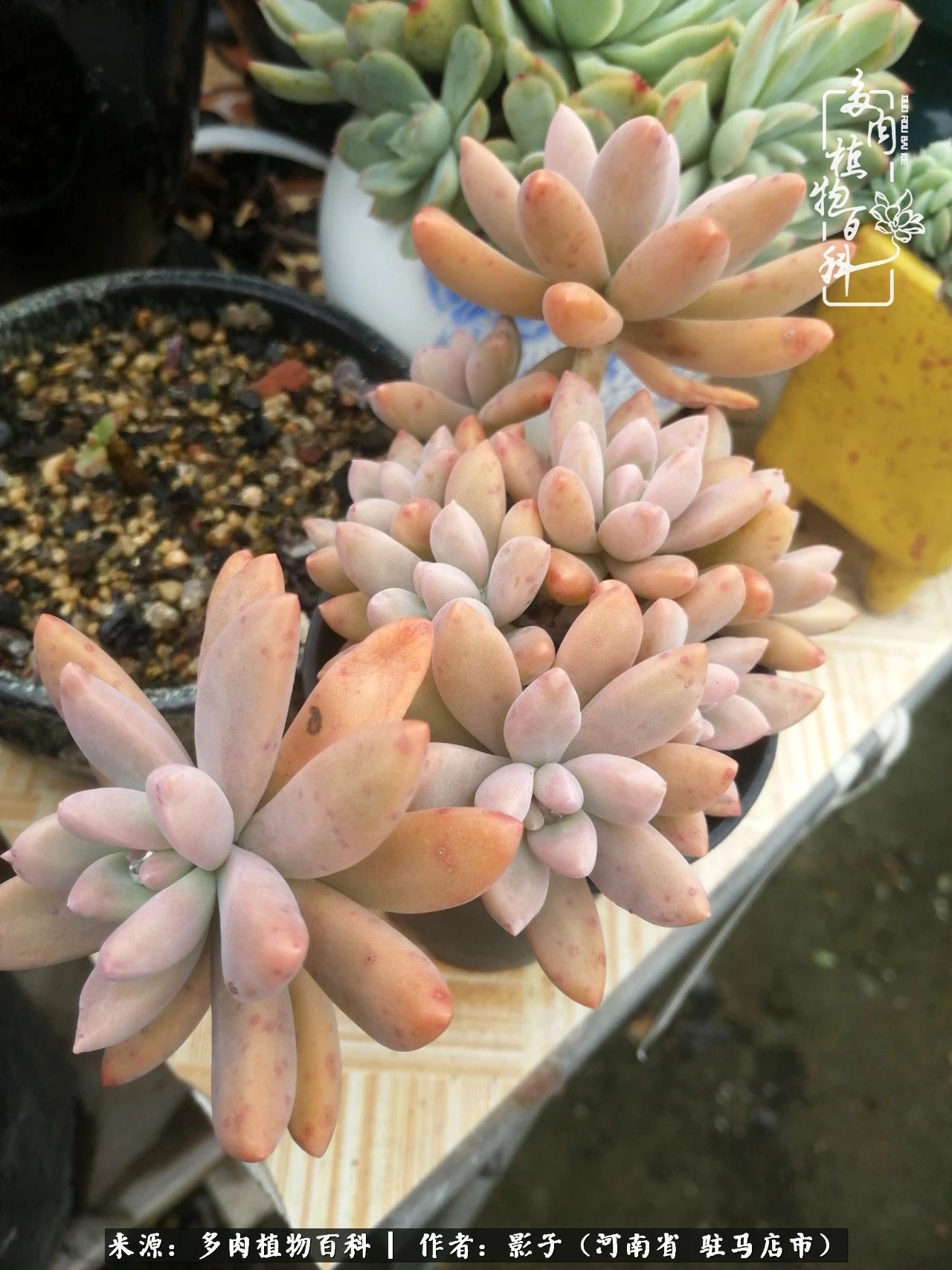 阳台上|被风雨洗礼的多肉越来越漂亮了,忍不住又往坑里跳!