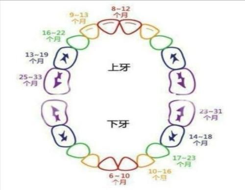 始长乳牙|出牙多大能长齐？要注意什么？