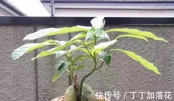 这几种水果核吃完不要扔,盆栽果树,养出郁郁葱葱的盆栽!