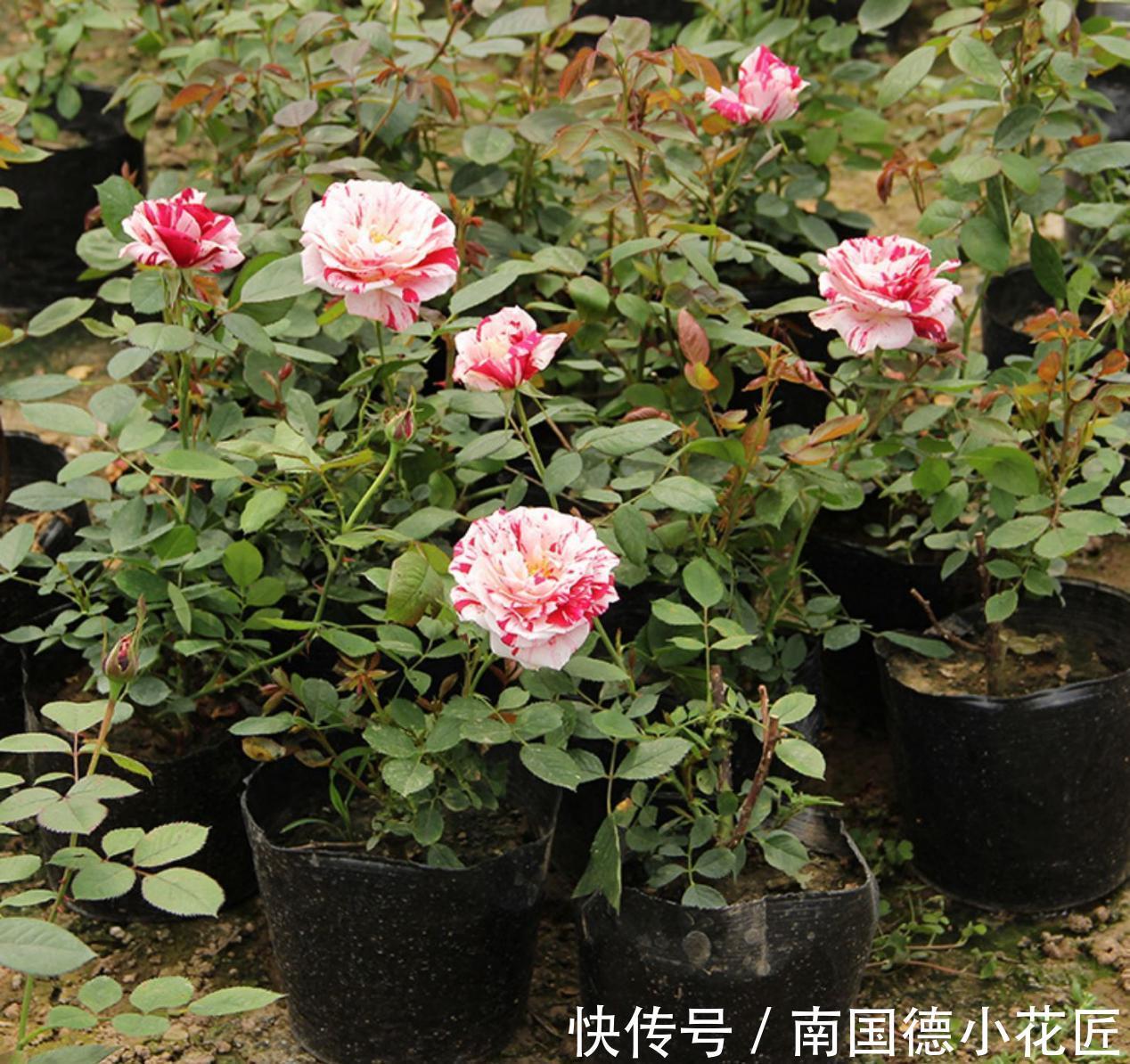 水溶性肥料|该怎么给月季施肥，需注意哪些地方？落实这4点事半功倍