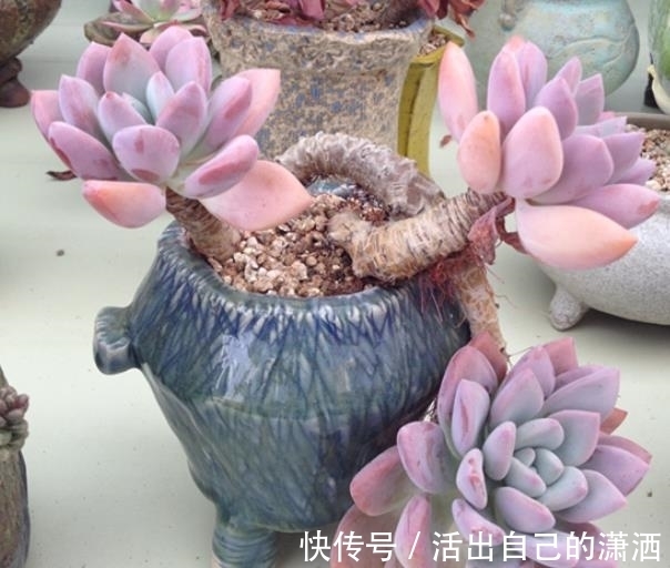 多肉娜娜小勾和奥普琳娜,两者都是美人,哪种更适合新手养?