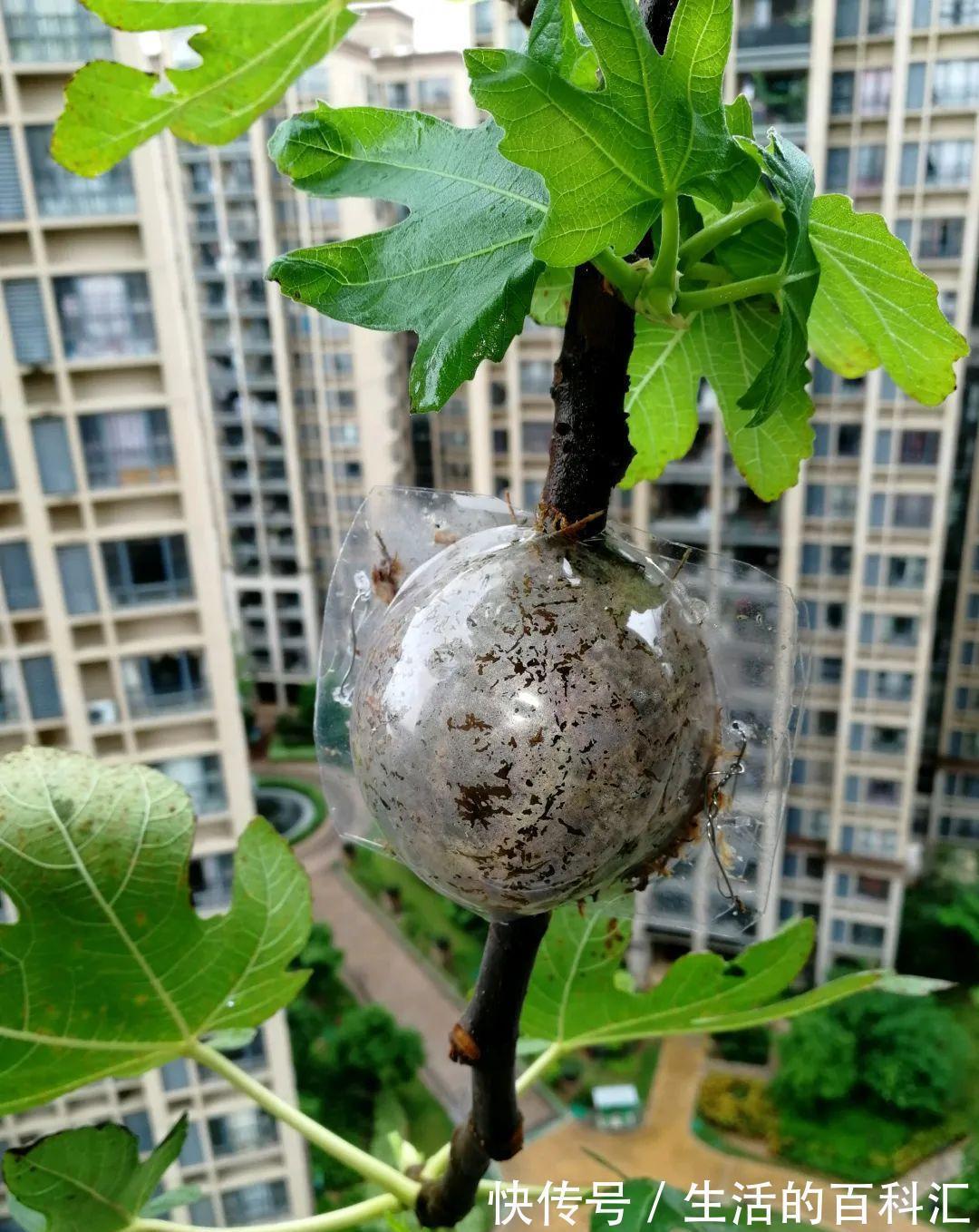这花不用扦插,枝条套个塑料袋,大白根呼呼冒养花大全昨天
