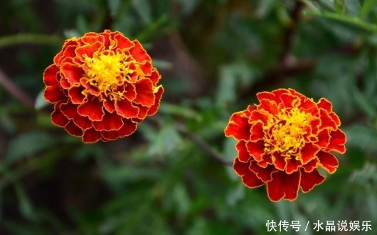 金钱菊|养菊还不如养一盆“孔雀菊”，花色丰富艳丽，花期长，适合盆栽养