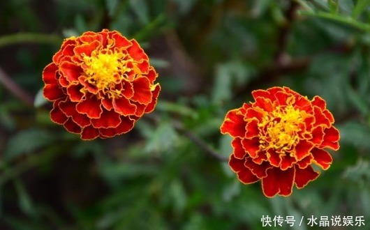 金钱菊|养菊还不如养一盆“孔雀菊”,花色丰富艳丽,花期长,适合盆栽养