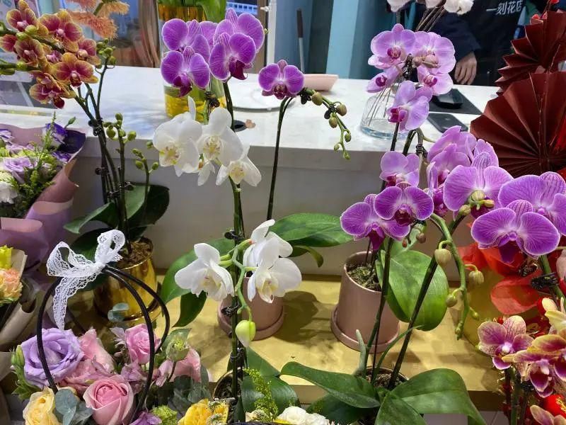 这样“年货”你备了吗？年宵花图鉴（下）请查收