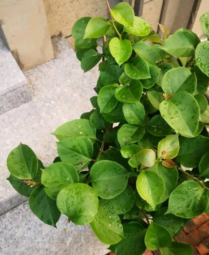 让三角梅全枝爆花的几个“要领”,满树新枝,出芽多,枝枝有花