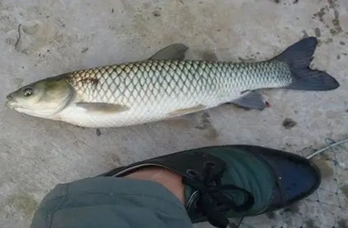 分享钓草鱼实用技巧，想要爆护不是光靠运气，钓技钓法很重要！莫忽视