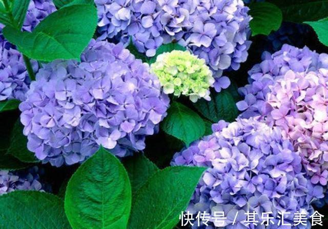 绣球花|农历十一月大雪过后,养什么花?家里养3种花,福气东来福气绵绵