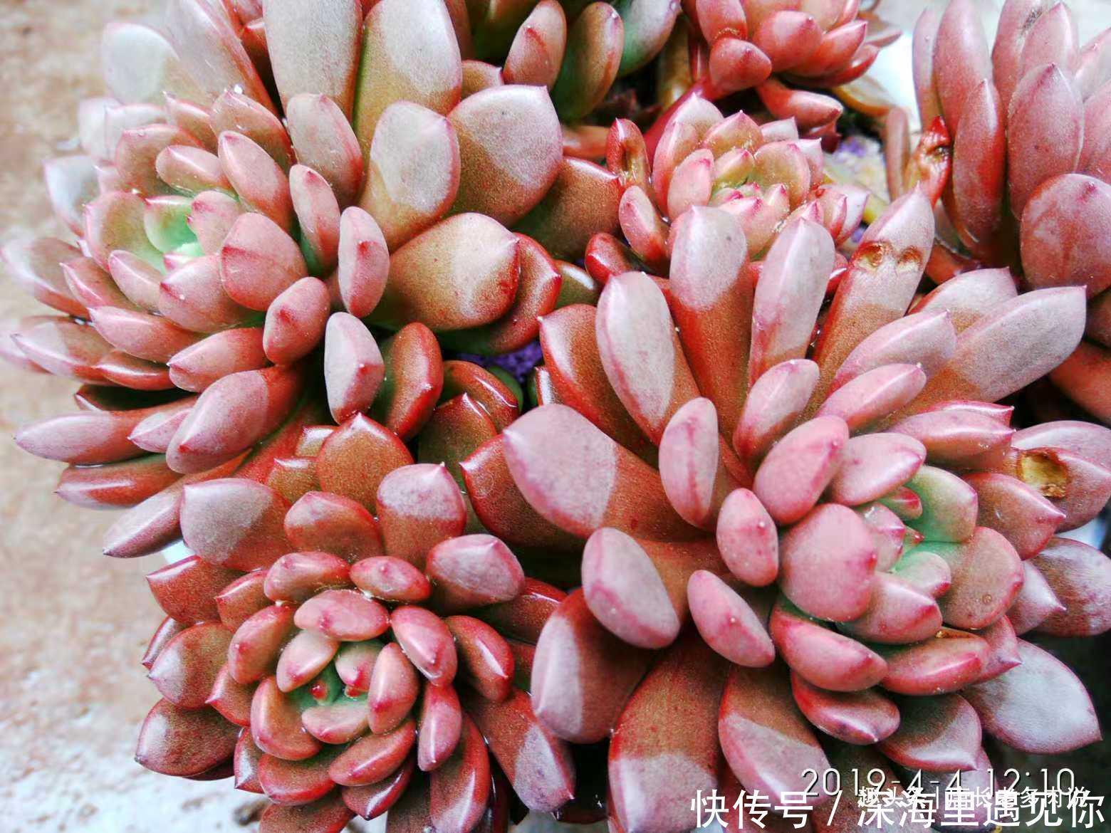 叶片|只要给机会就有可能逆袭——记多肉红宝石从叶片到老桩的成长过程