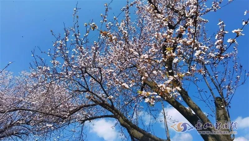 中年|春暖花开！乐山这些街道的紫叶李盛放啦