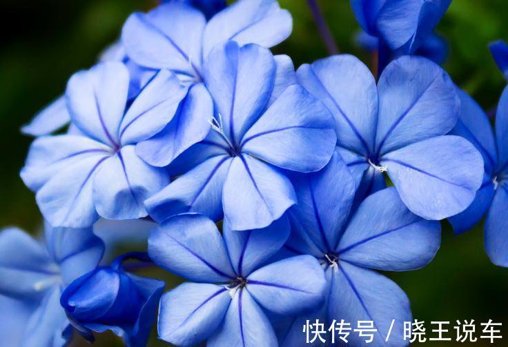 蓝雪花这样养,不爆盆才怪