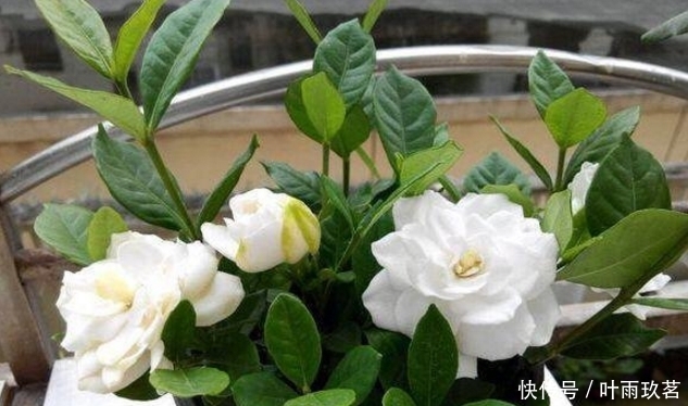 保湿|很好养的6种花草,扦插生根快,花儿开成团,漂亮易养活