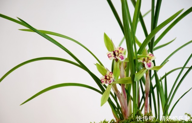 兰花凋谢后,早做3件事,新芽还比老苗多