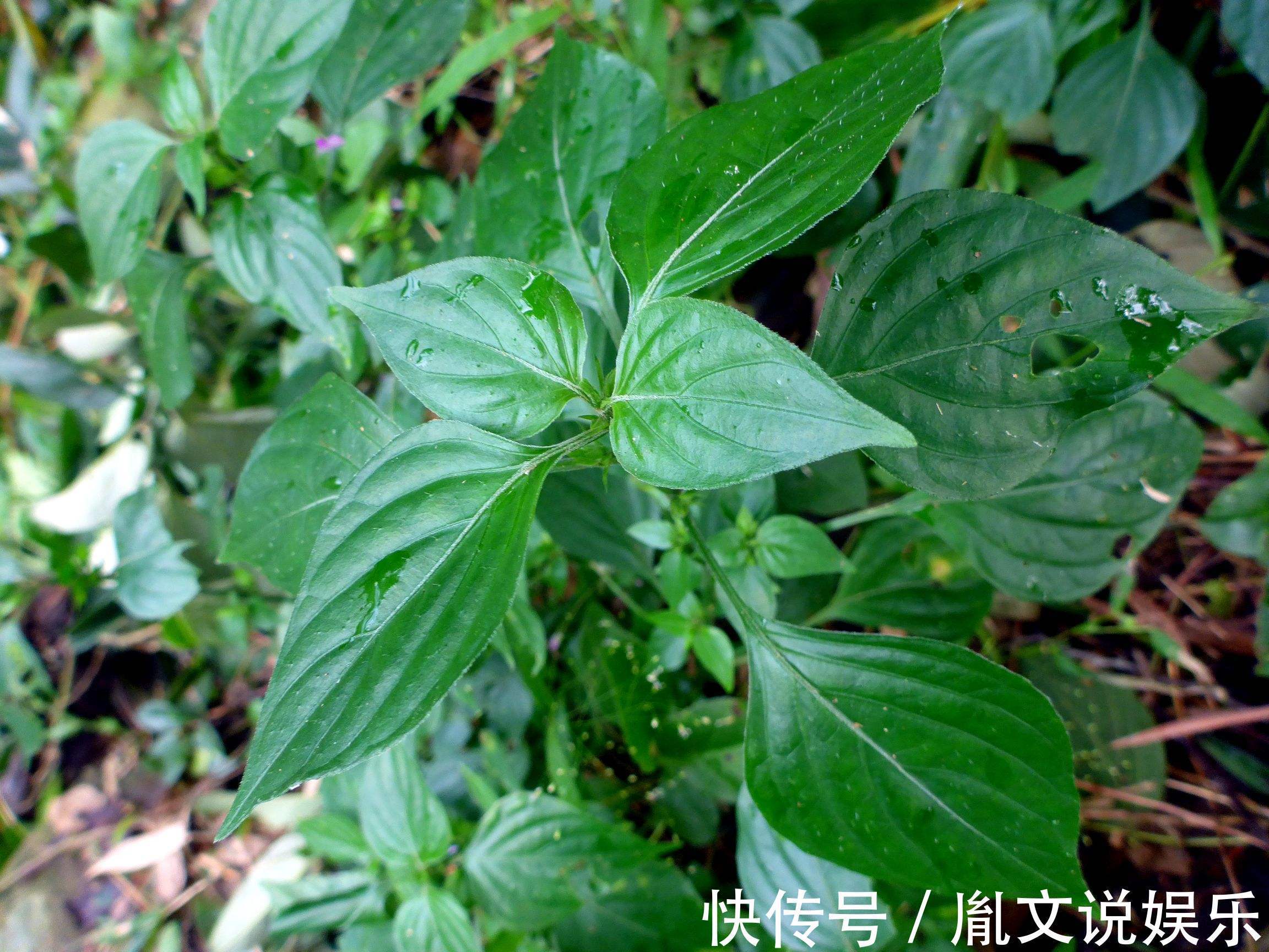 小董|立秋后不妨常食此野菜,每周两次,治感冒咳嗽,吃到就是捡到宝!