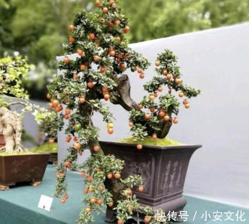可以摆阳台的“镇宅树”,1盆价值“1万”,养8年像盆景,值钱