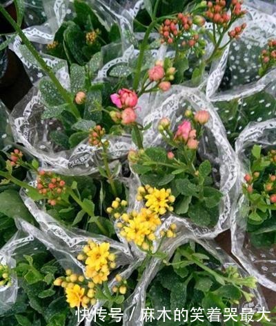 秋天应该买什么花!