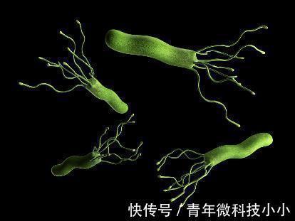 女子|34岁女子,幽门螺杆菌从800回归到了50,原来坚持吃1物,胃也好了