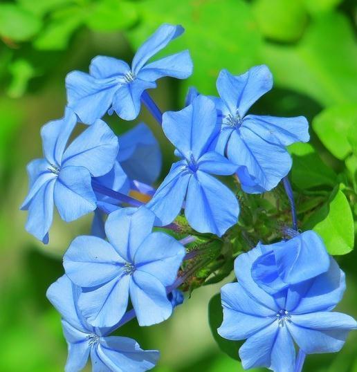 它,最爱开花,还不喜肥,一开300天,地栽阳台均可