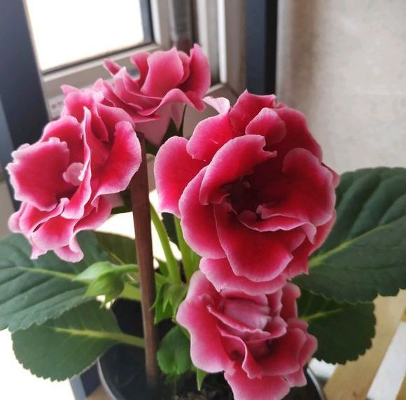 养2种花“吉祥”花,不要掏冤枉钱,1叶子插土里,冒出一圈土豆根