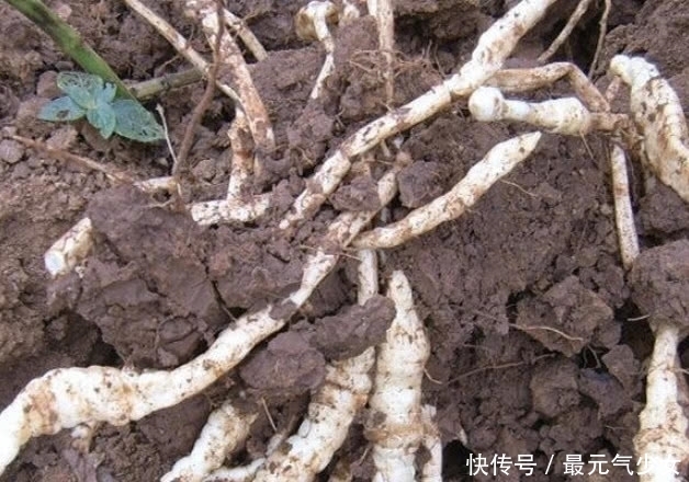 中年|地里像“虫子”的一种植物，它宝贵堪比人参，药食兼用价值高