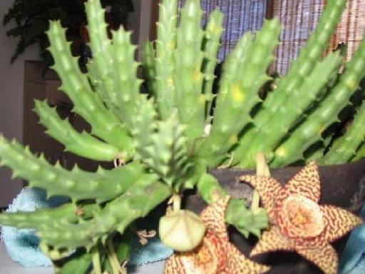 养了3年的“仙人掌”终于开花了，直接请到屋外，难闻