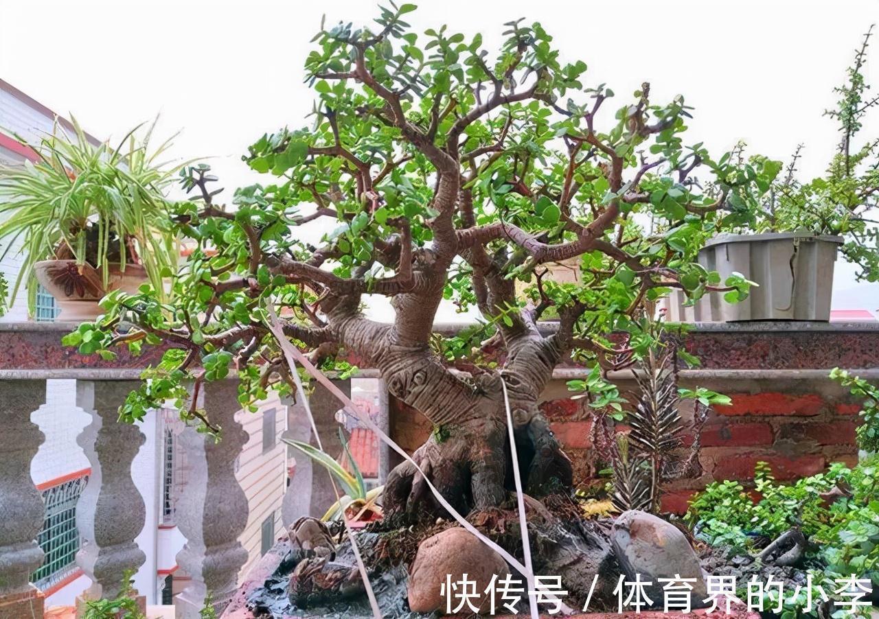 三元复合肥|金枝玉叶长势差,土里埋“三废料”,新枝咕噜蹿,养成繁花小老桩